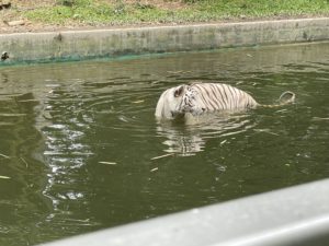 IMG_7444